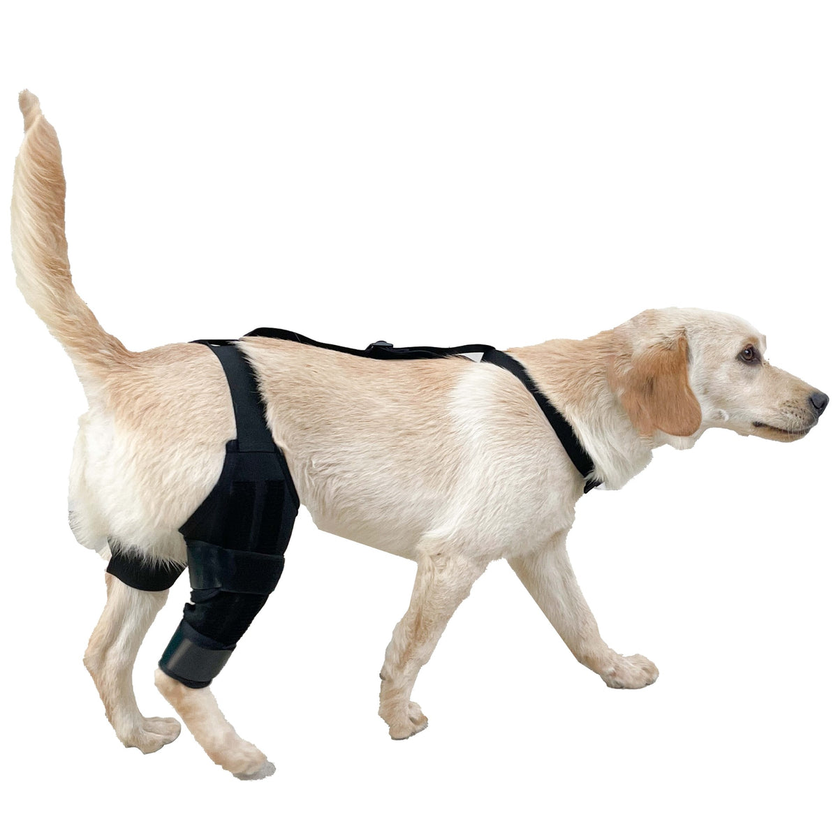 Joelheira de Proteção para Cães com Cinta Auxiliar