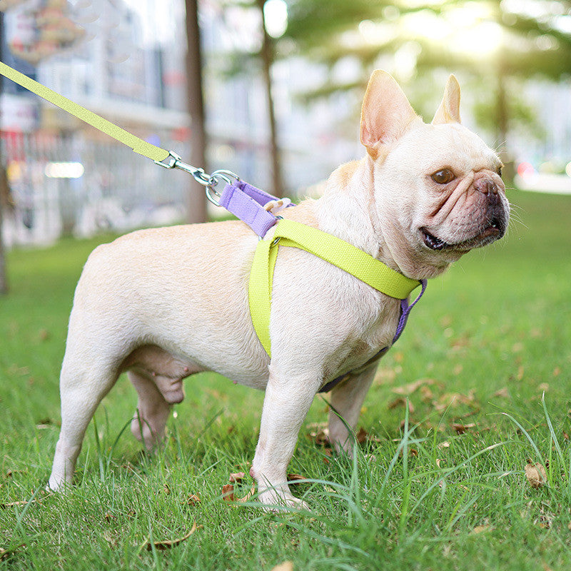 Guia Colorida com Cordão e Peitoral Colete para Cães